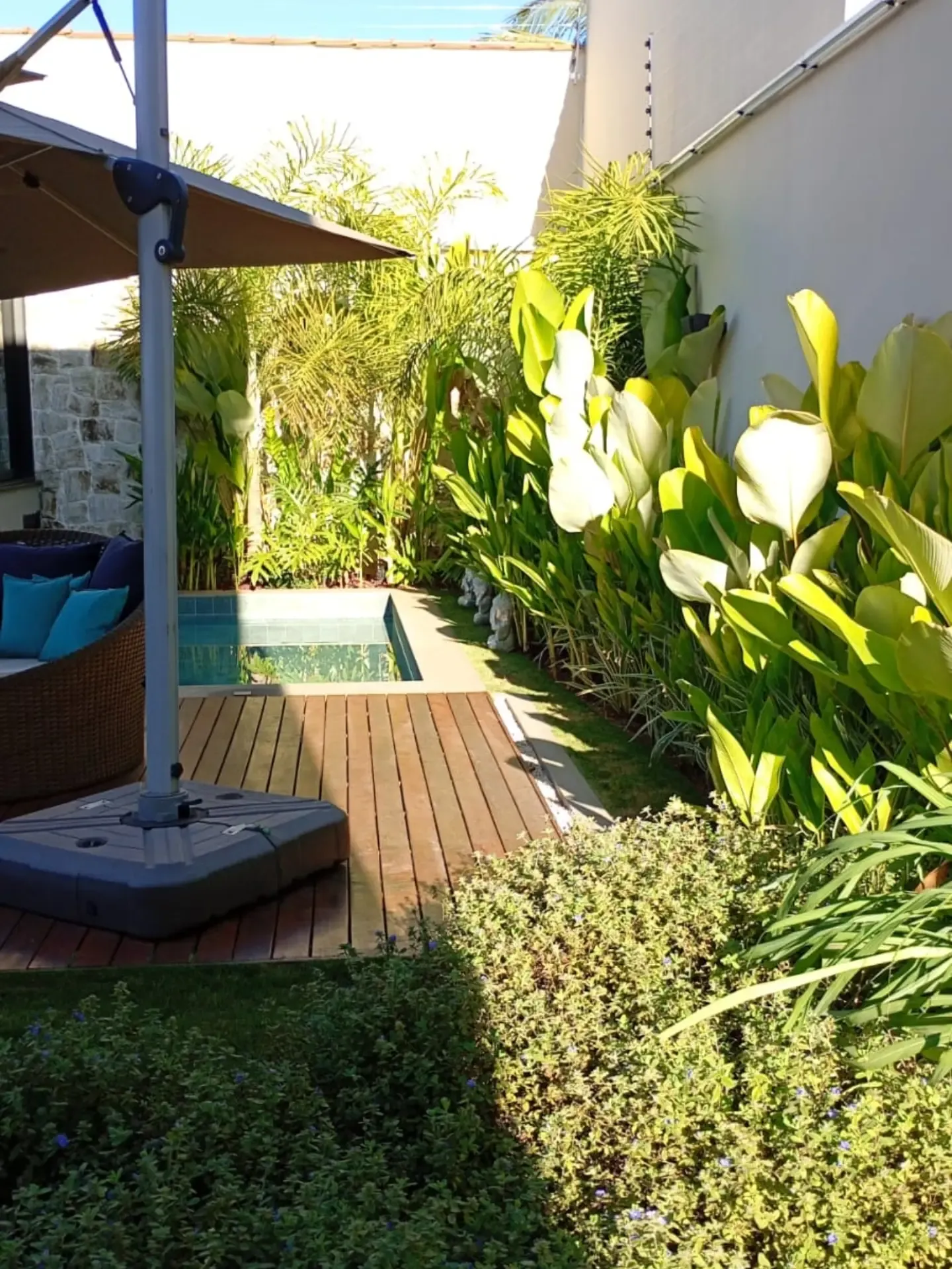 Jardim com deck de madeira, piscina e folhagens